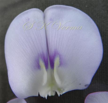  Vexillum